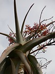 Aloe ballyi Maktau to Voi GPS185 Kenya 2012_PV1556.jpg